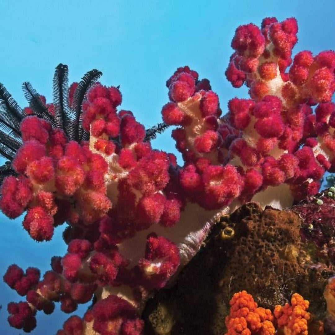Cheek Shade Laughter + Coral - No Color - NONE
