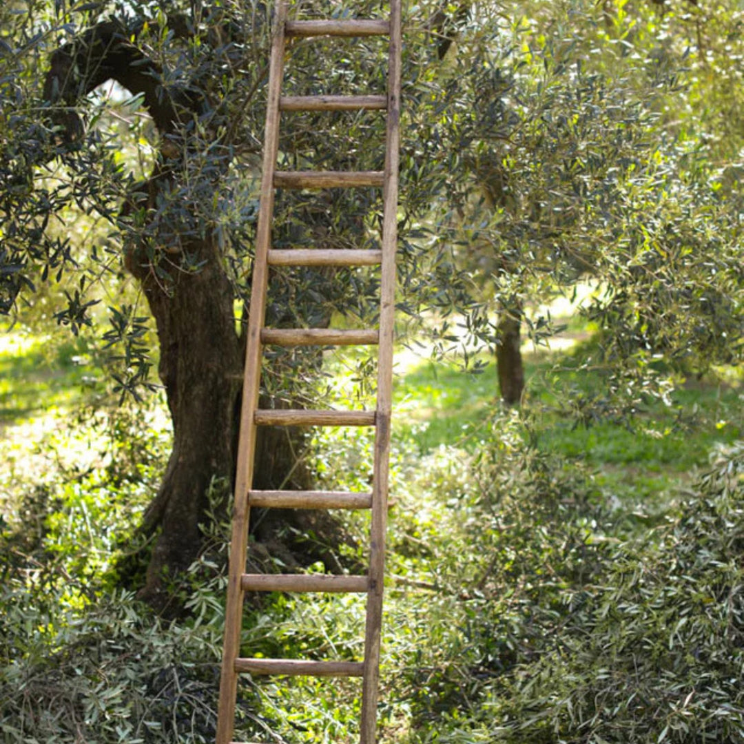 Sardine Extra Virgin Olive Oil