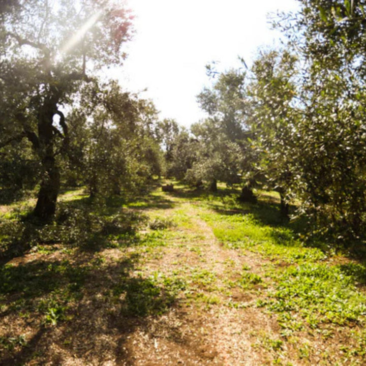 Sardine Extra Virgin Olive Oil